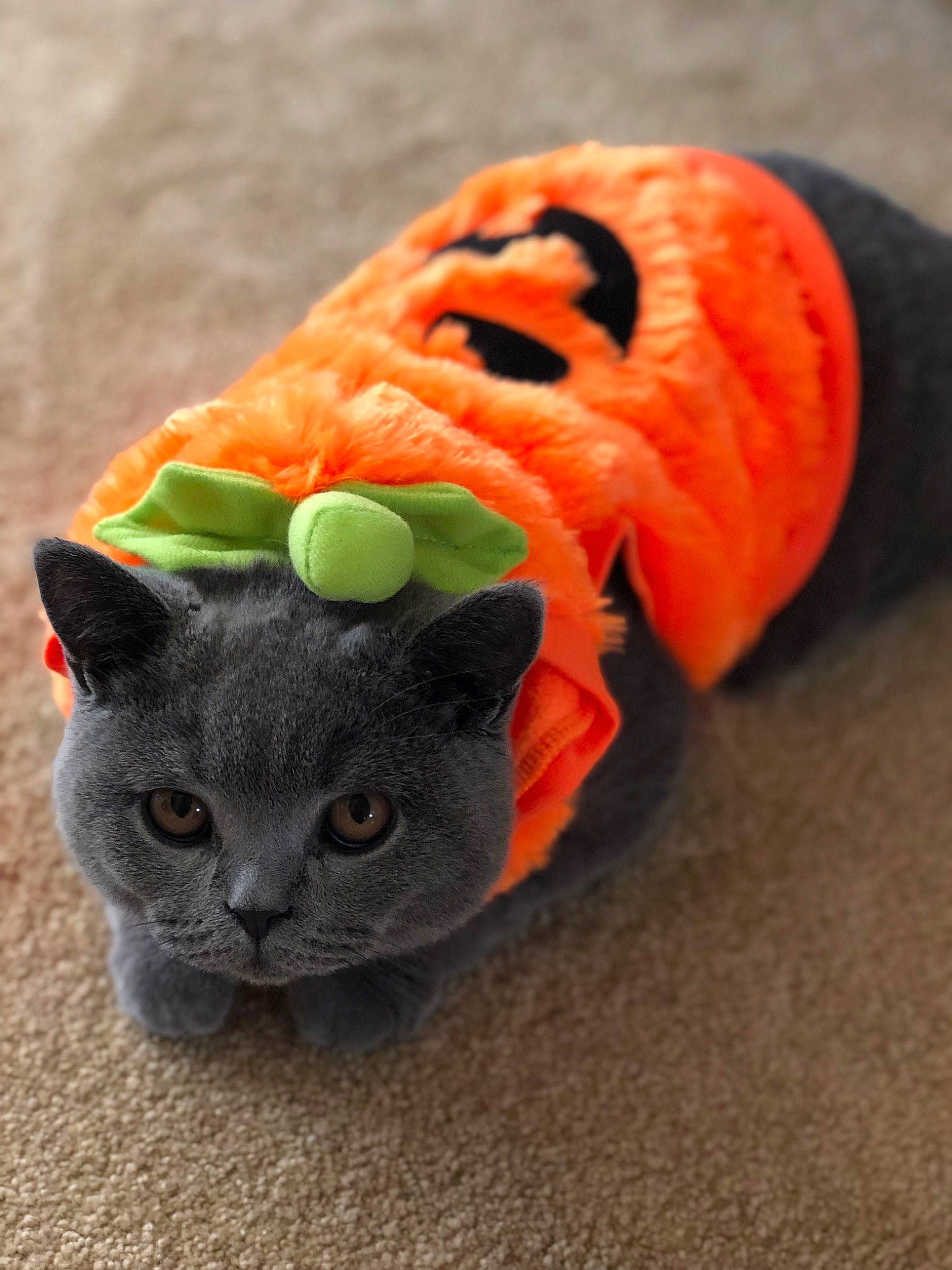 Ollie joined the competition — help win amazing prizes! art, athletic_shoe, ball, carmine, carnivore, cat, close_up, domestic_short_haired_cat, fashion_accessory, fawn, felidae, fur, grass, personal_protective_equipment, russian_blue, small_to_medium_sized_cats, snout, thread, toy, whiskers