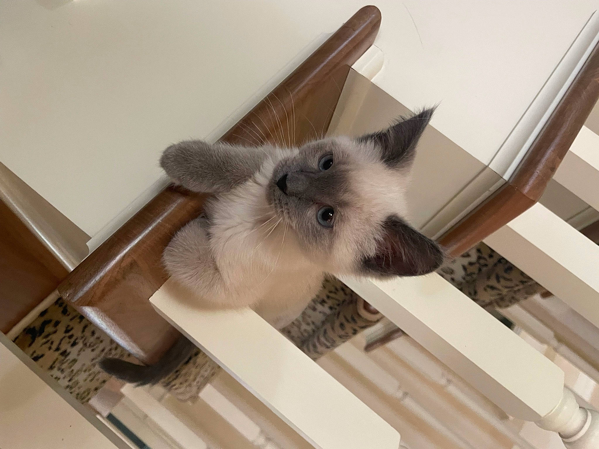 Winston is registered to the contest to win money with this photo: balinese, carnivore, cat, ceiling, domestic_short_haired_cat, fawn, felidae, flooring, fur, hardwood, paw, room, siamese, small_to_medium_sized_cats, snout, tail, thai, whiskers, window, wood