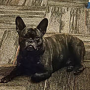 Bruno joined the competition — help win amazing prizes! dog, french_bulldog, black_dog, pet, lying_down, carpet, indoor, ears_up, animal, canine, looking_at_camera, resting, floor, mammal, companion, domestic_animal, portrait, cute, fur, expression