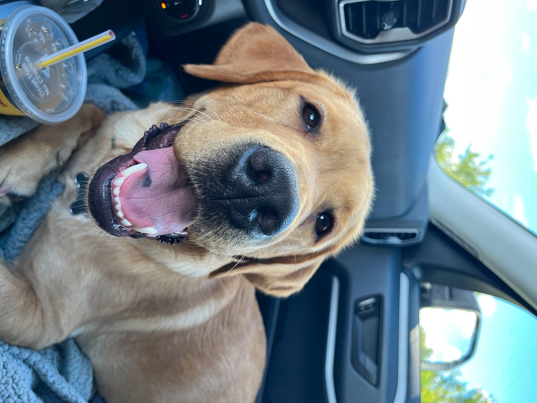 Mando is registered to the contest to win money with this photo: auto_part, automotive_exterior, automotive_lighting, automotive_mirror, automotive_tire, car, carnivore, collar, companion_dog, dog, dog_breed, dog_collar, fawn, motor_vehicle, snout, sporting_group, vehicle, vehicle_door, windshield, working_animal