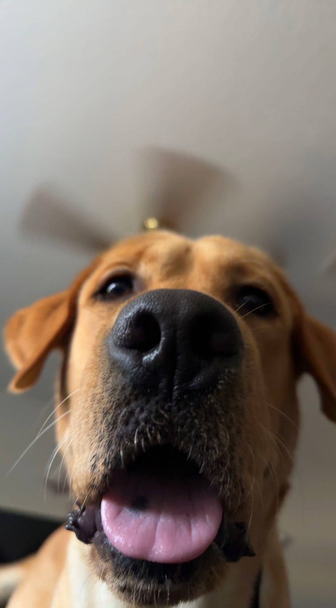 Mando is registered to the contest to win money with this photo: canidae, carnivore, collar, companion_dog, dog, dog_breed, dog_collar, ear, fang, fawn, fur, guard_dog, liver, snout, sporting_group, whiskers, working_animal, working_dog, wrinkle