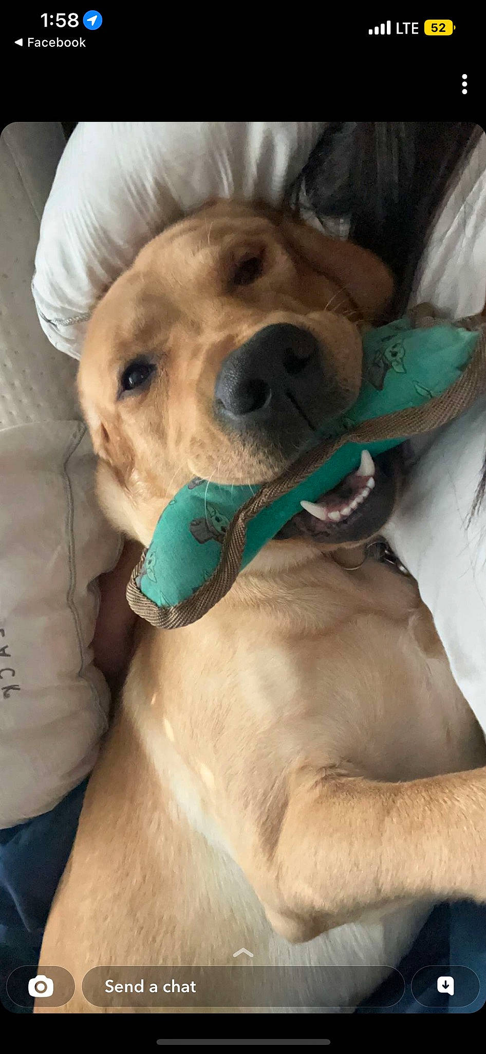 Mando is registered to the contest to win money with this photo: canidae, carnivore, collar, companion_dog, dog, dog_breed, dog_collar, dog_supply, ear, fawn, fur, happy, mammal, retriever, selfie, smile, snout, sporting_group, whiskers, working_animal