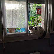 Mikasa participe au concours pour gagner de l'argent avec cette photo : animal, cat, curtain, flower, geranium, herbal, herbs, jar, kitten, leaf, manx, pet, picturewindow, plant, planter, pottedplant, pottery, vase, window, windowsill