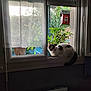 animal, cat, curtain, flower, geranium, herbal, herbs, jar, kitten, leaf, manx, pet, picturewindow, plant, planter, pottedplant, pottery, vase, window, windowsill