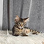 Pepin De Pome participe au concours pour gagner de l'argent avec cette photo : kitten, cat, tabby, fur, pet, animal, cute, indoor, fluffy, young, alert, whiskers, ears, paw, resting, soft, rug, home, curtain, cozy