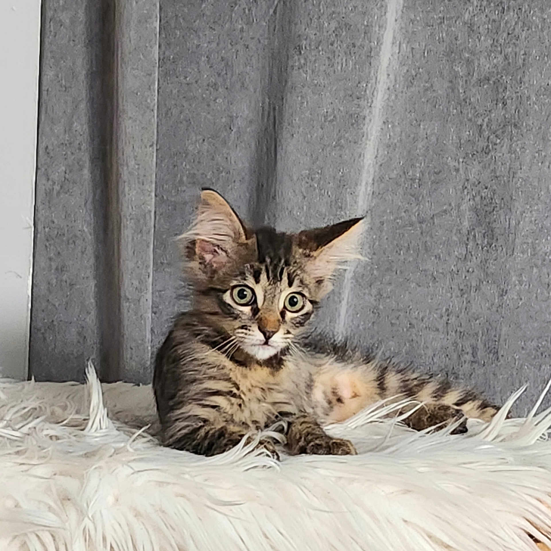 Pepin De Pome participe au concours pour gagner de l'argent avec cette photo : alert, animal, cat, cozy, curtain, cute, ears, fluffy, fur, home, indoor, kitten, paw, pet, resting, rug, soft, tabby, whiskers, young