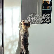 Pepin De Pome participe au concours pour gagner de l'argent avec cette photo : cat, kitten, tabby, standing, hind_legs, mirror, door, decorative, shadow, light, indoor, floor, curious, pet, animal, feline, young, playful, home, reflection