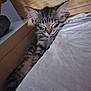 Pepin De Pome participe au concours pour gagner de l'argent avec cette photo : kitten, cat, sleeping, tabby, feline, fur, cozy, resting, indoor, wood, blanket, cute, pet, animal, young, small, peaceful, closeup, soft, relaxed