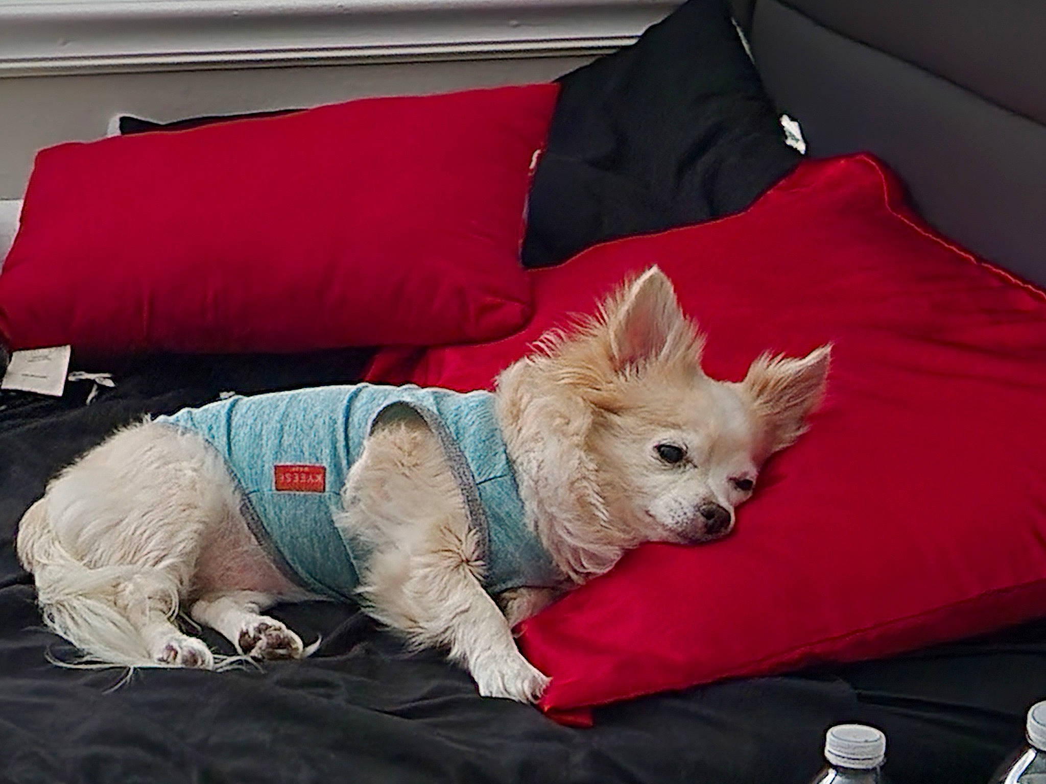 Sofy joined the competition — help win amazing prizes! bedding, canidae, carnivore, comfort, companion_dog, couch, dog, dog_breed, dog_clothes, dog_supply, fashion_accessory, fawn, home_accessories, linens, pillow, small_terrier, sporting_group, terrier, throw_pillow, toy_dog