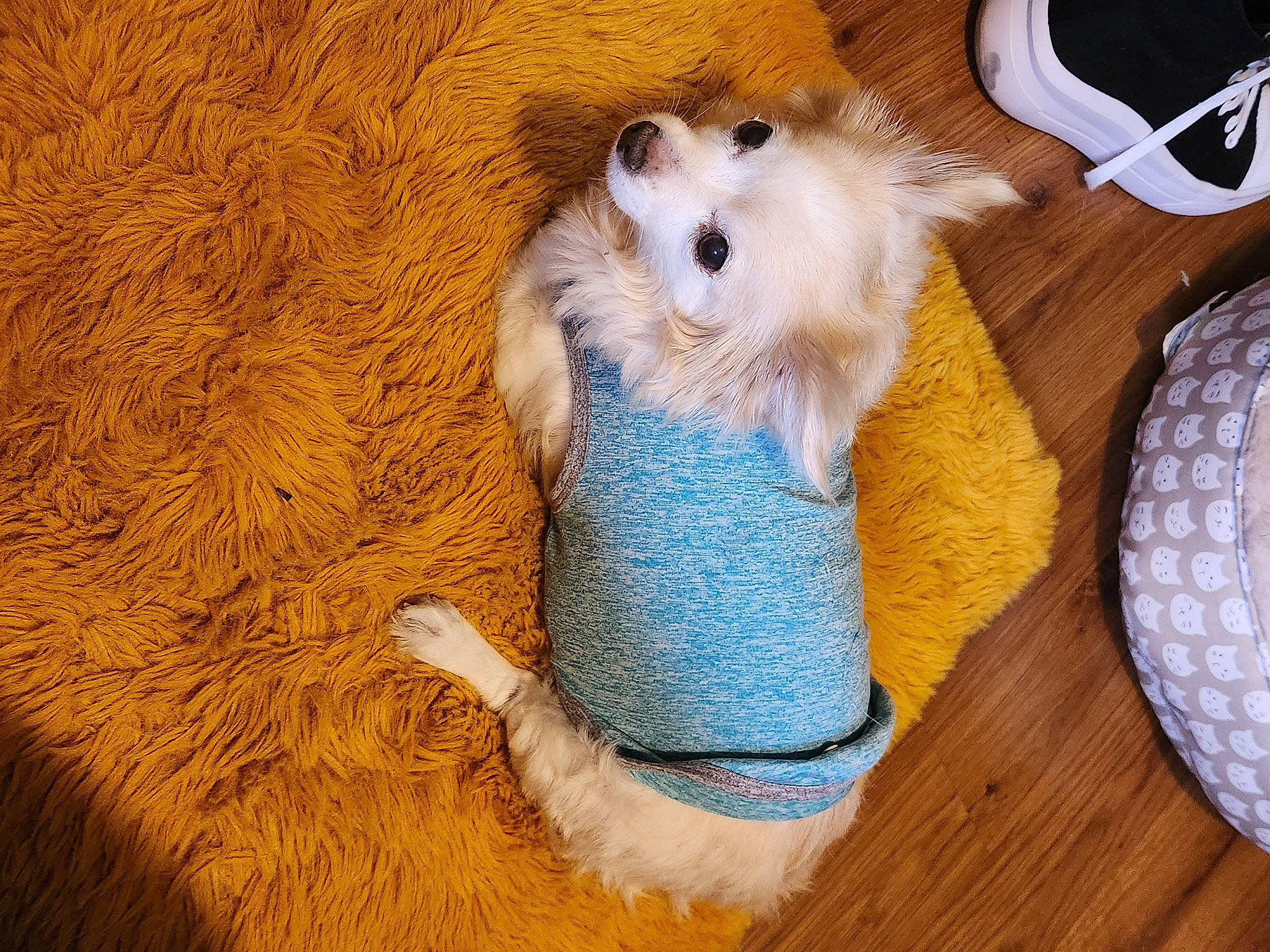 Sofy joined the competition — help win amazing prizes! canidae, carnivore, companion_dog, dog, dog_breed, dog_clothes, dog_supply, fawn, felidae, flooring, german_spitz, paw, pet_supply, spitz, sporting_group, stuffed_toy, tail, toy, toy_dog, wood