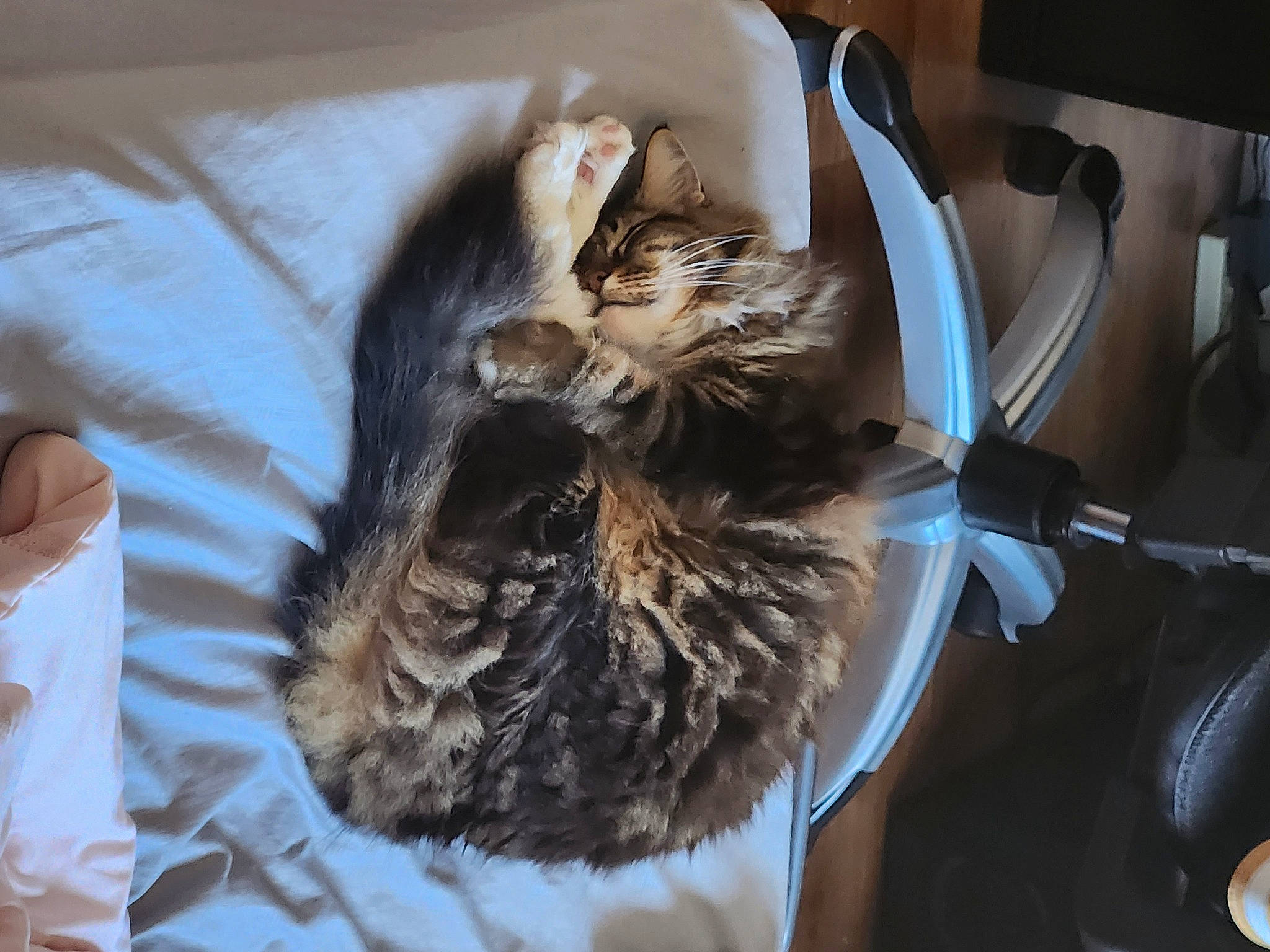 Fluffy joined the competition — help win amazing prizes! carnivore, cat, claw, comfort, companion_dog, dog_breed, domestic_short_haired_cat, feather, felidae, fur, paw, small_to_medium_sized_cats, tail, toy_dog, whiskers