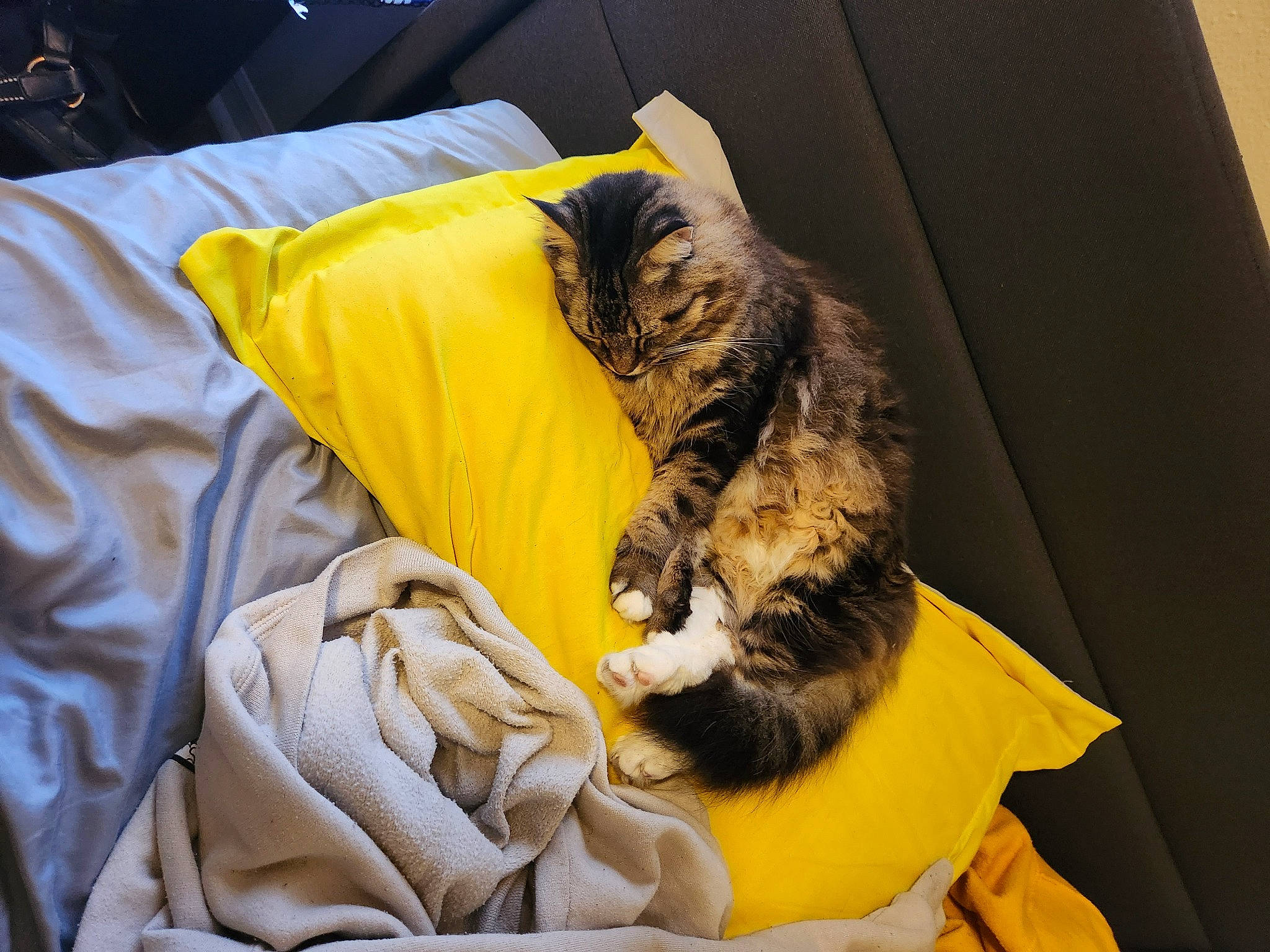 Fluffy is registered to the contest to win money with this photo: bed, bed_sheet, bedding, bedroom, carnivore, cat, comfort, couch, domestic_short_haired_cat, duvet, felidae, fur, linens, nap, room, small_to_medium_sized_cats, tail, textile, whiskers, yellow