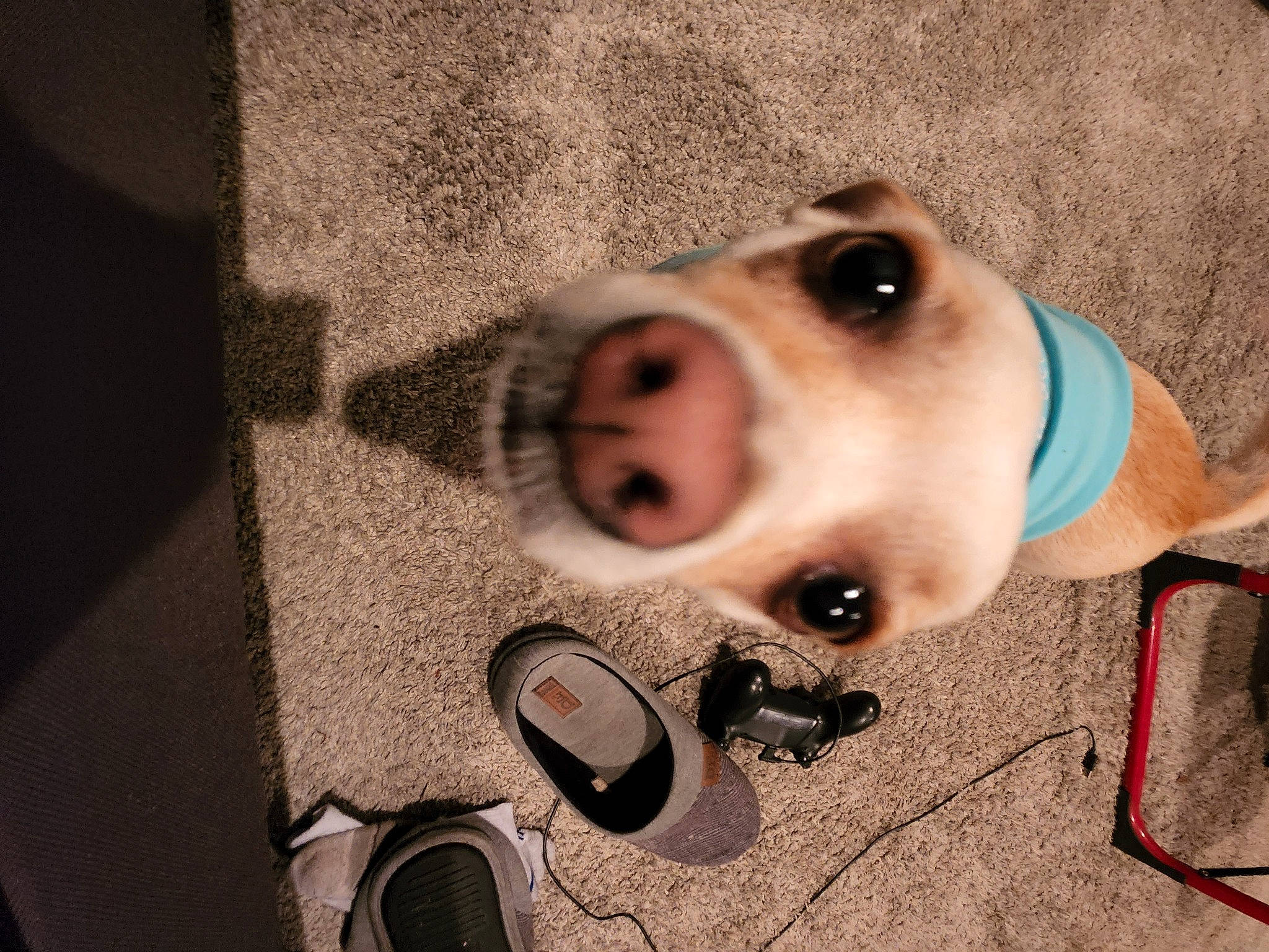 Aiko is registered to the contest to win money with this photo: canidae, carnivore, circle, collar, companion_dog, dog, dog_breed, eyewear, fawn, flooring, foot, fur, metal, non_sporting_group, personal_protective_equipment, snout, sporting_group, toy, whiskers, working_animal