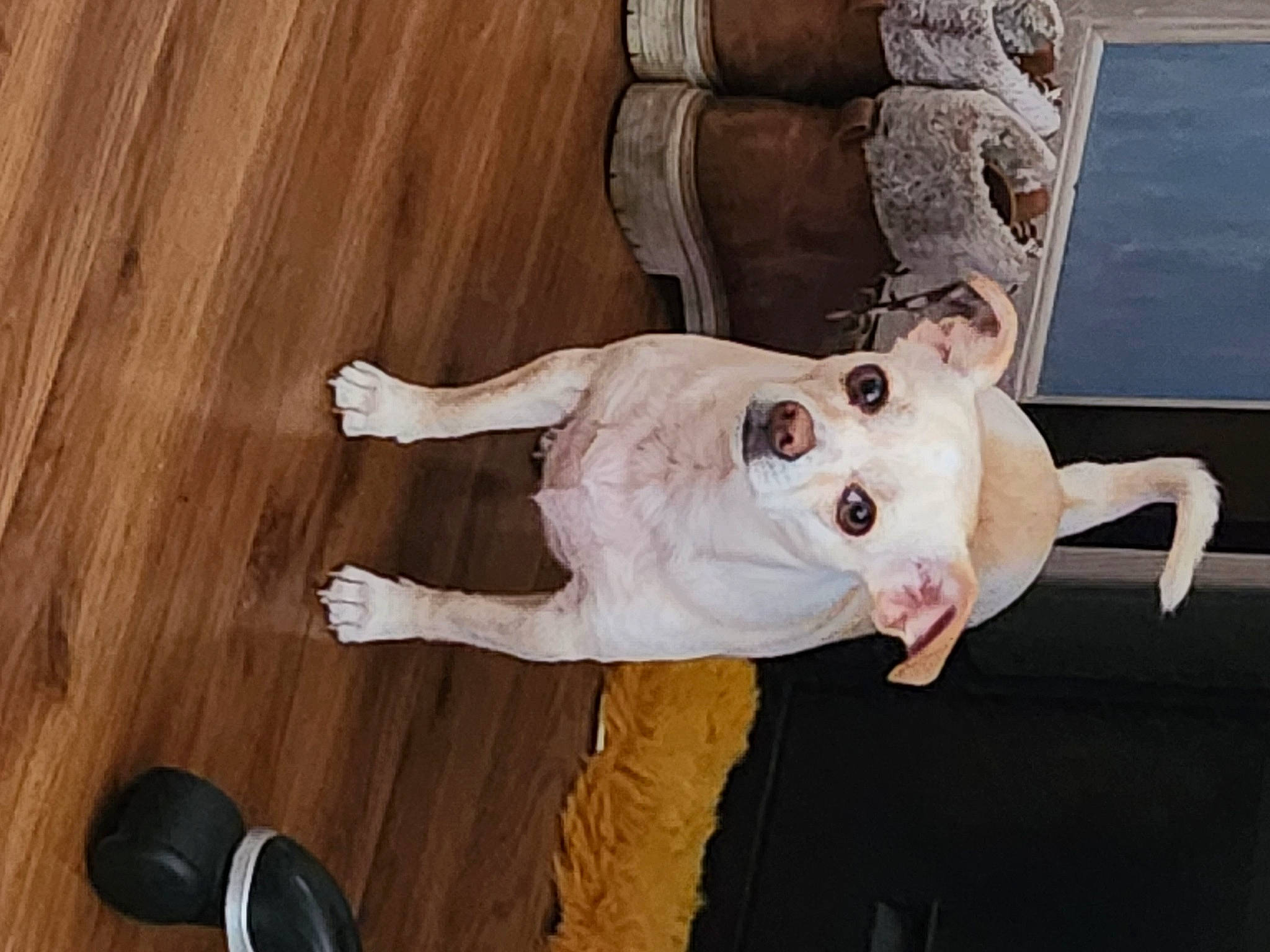 Aiko is registered to the contest to win money with this photo: comfort, companion_dog, dog_breed, fawn, flooring, fur, hardwood, knee, laminate_flooring, linens, plywood, sleeve, smile, sunglasses, tail, toy, varnish, wood, wood_flooring, wood_stain