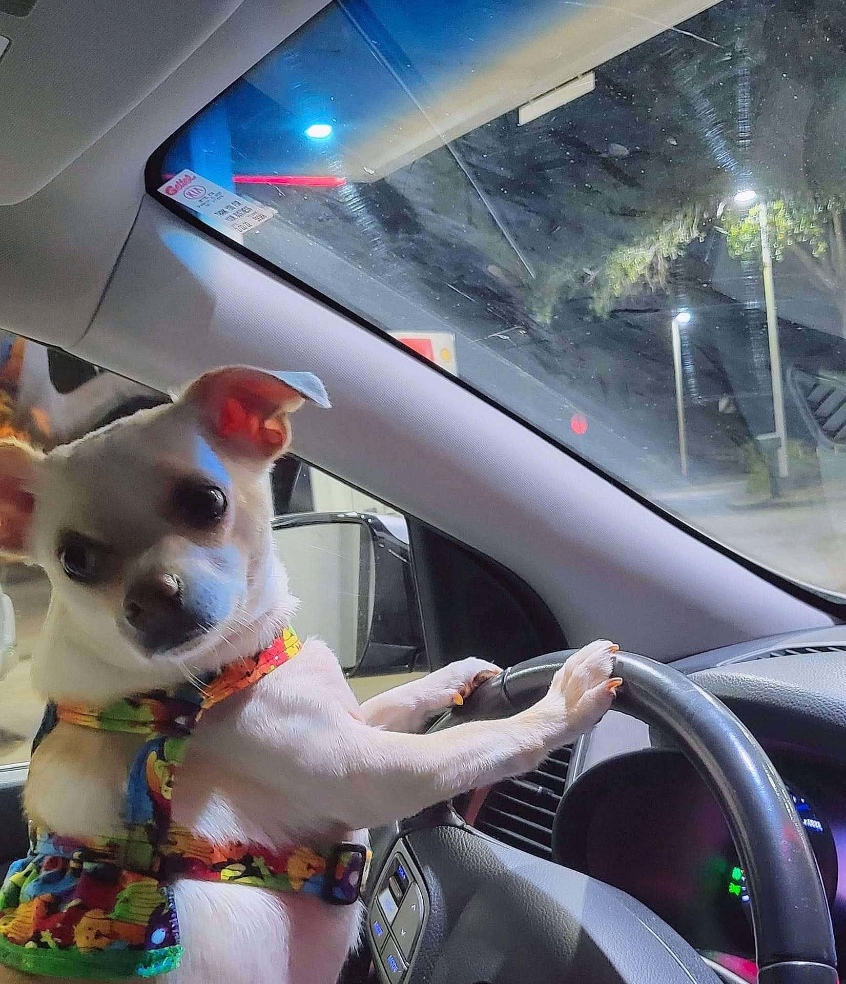 Aiko joined the competition — help win amazing prizes! automotive_design, automotive_exterior, automotive_mirror, car, carnivore, collar, companion_dog, dog, dog_breed, dog_collar, dog_supply, fawn, light, mode_of_transport, motor_vehicle, personal_luxury_car, steering_wheel, sunglasses, vehicle, vehicle_door