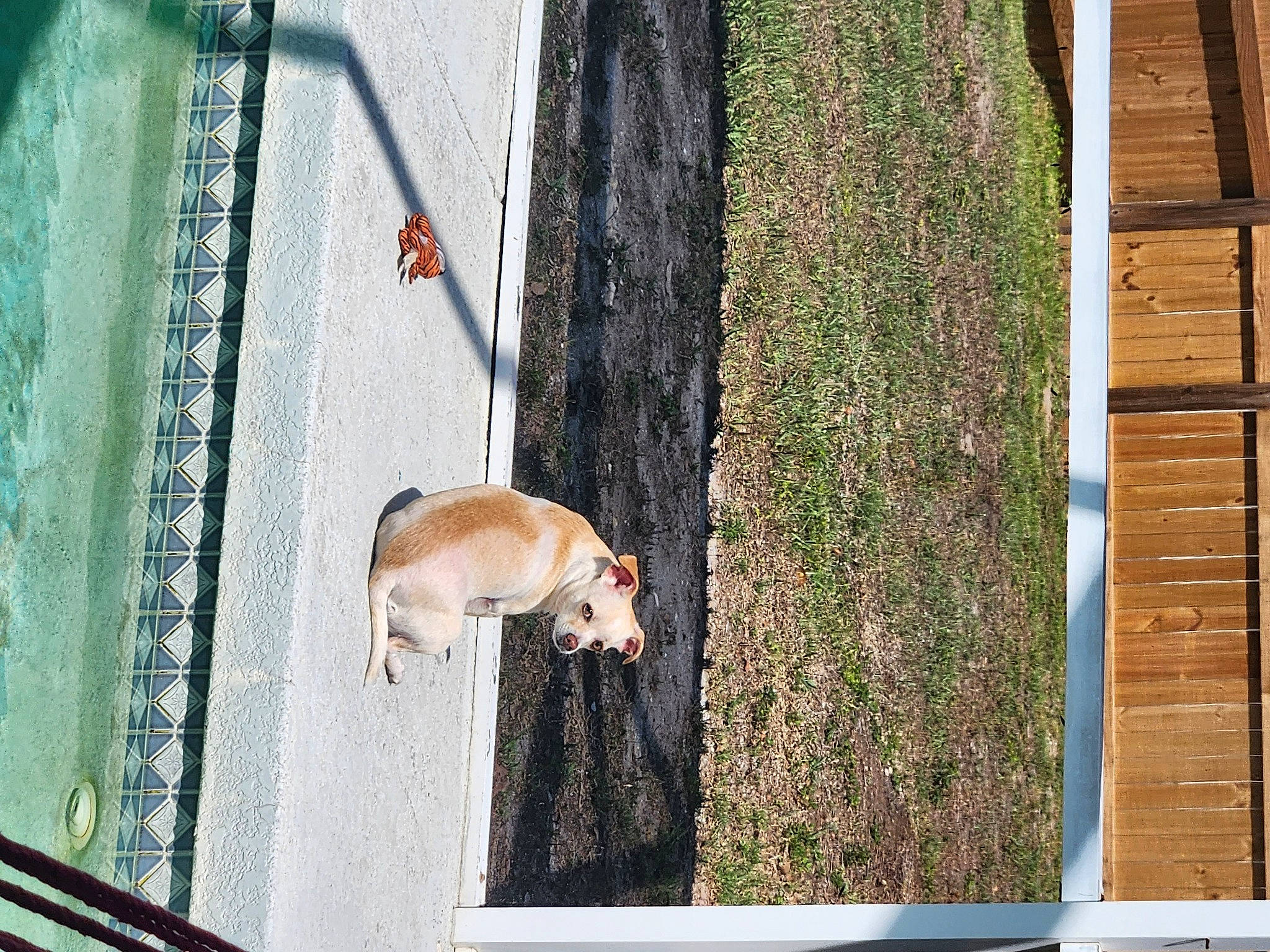 Aiko joined the competition — help win amazing prizes! ancient_dog_breeds, canidae, carnivore, companion_dog, dog, dog_breed, fawn, felidae, grass, hardwood, non_sporting_group, plant, rectangle, small_to_medium_sized_cats, sporting_group, tail, tree, trunk, wildlife, wood