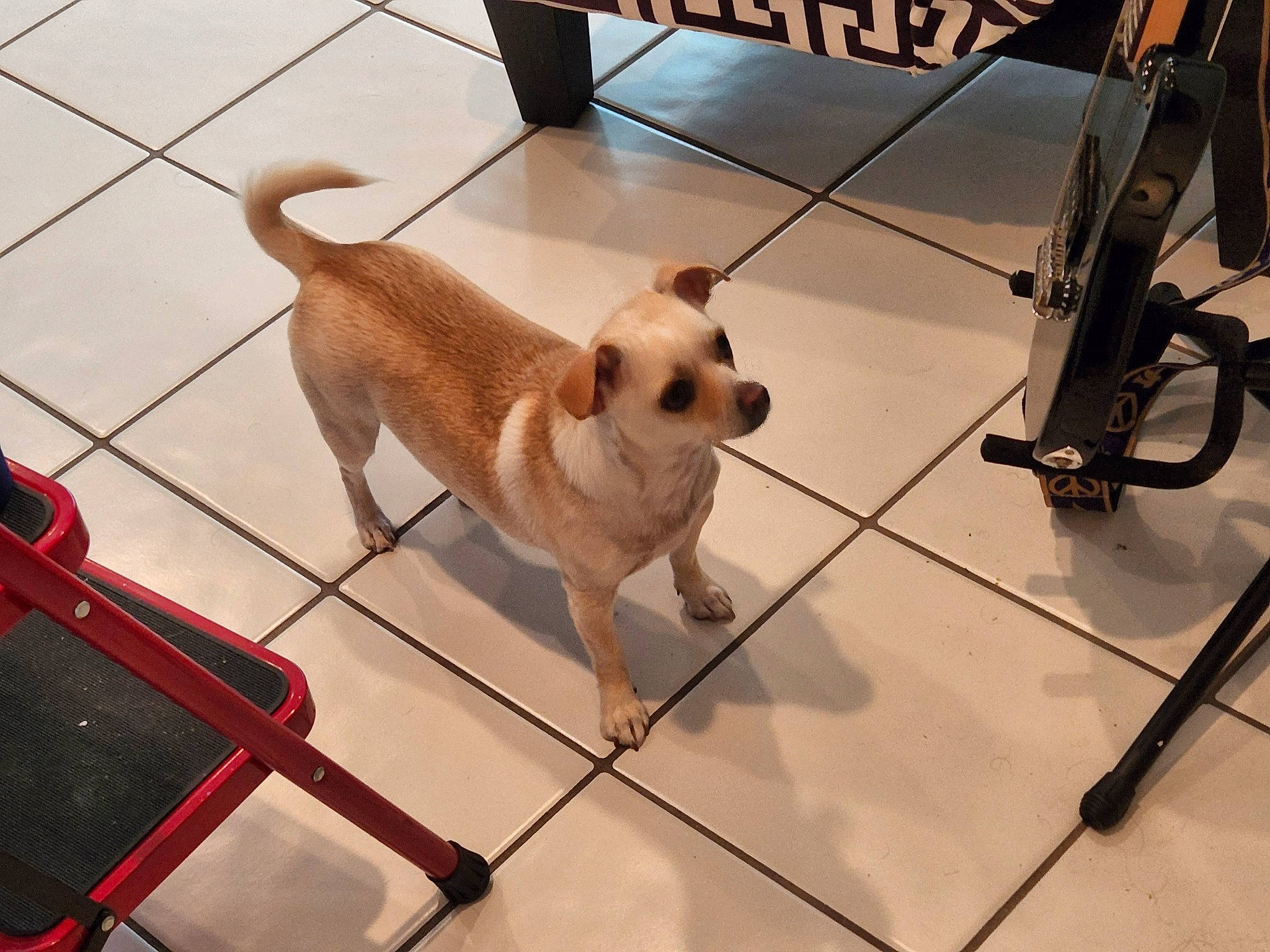 Aiko is registered to the contest to win money with this photo: canidae, carnivore, collar, companion_dog, dog, dog_breed, dog_collar, fawn, floor, flooring, human_leg, leash, metal, paw, pet_supply, snout, sporting_group, tail, toy_dog, working_animal