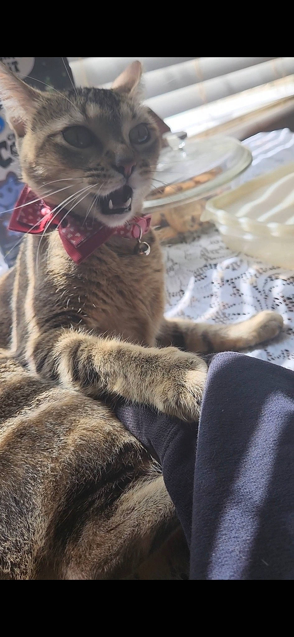 Sunny joined the competition — help win amazing prizes! carnivore, cat, claw, comfort, domestic_short_haired_cat, felidae, fur, grey, paw, russian_blue, small_to_medium_sized_cats, snout, tail, terrestrial_animal, whiskers