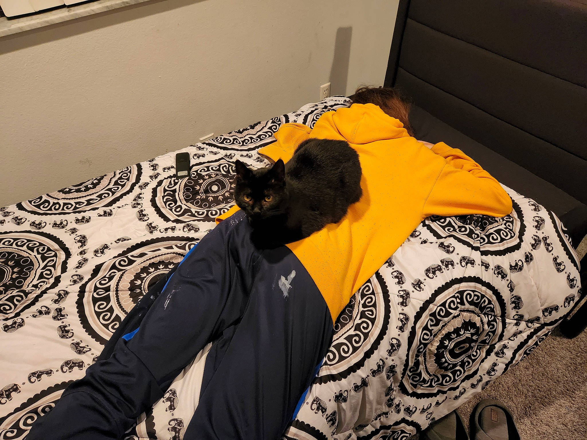 Cream is registered to the contest to win money with this photo: bag, bed, bedding, black_cat, carnivore, cat, comfort, companion_dog, dog_breed, felidae, floor, flooring, fur, linens, pattern, room, small_to_medium_sized_cats, tail, textile, whiskers