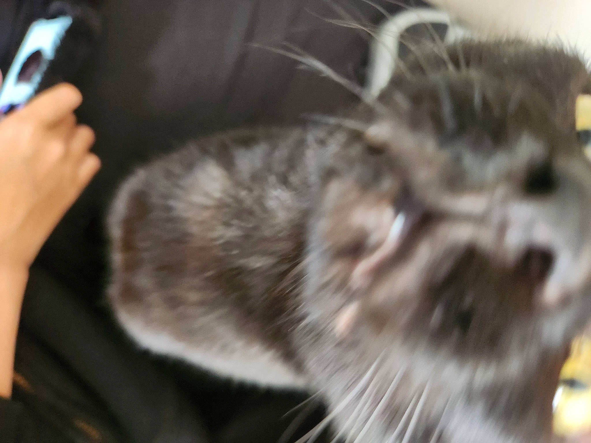 Cream is registered to the contest to win money with this photo: camera, carnivore, cat, communication_device, dog_breed, domestic_short_haired_cat, ear, event, felidae, fur, mobile_phone, portable_communications_device, small_to_medium_sized_cats, snout, telephony, terrestrial_animal, whiskers