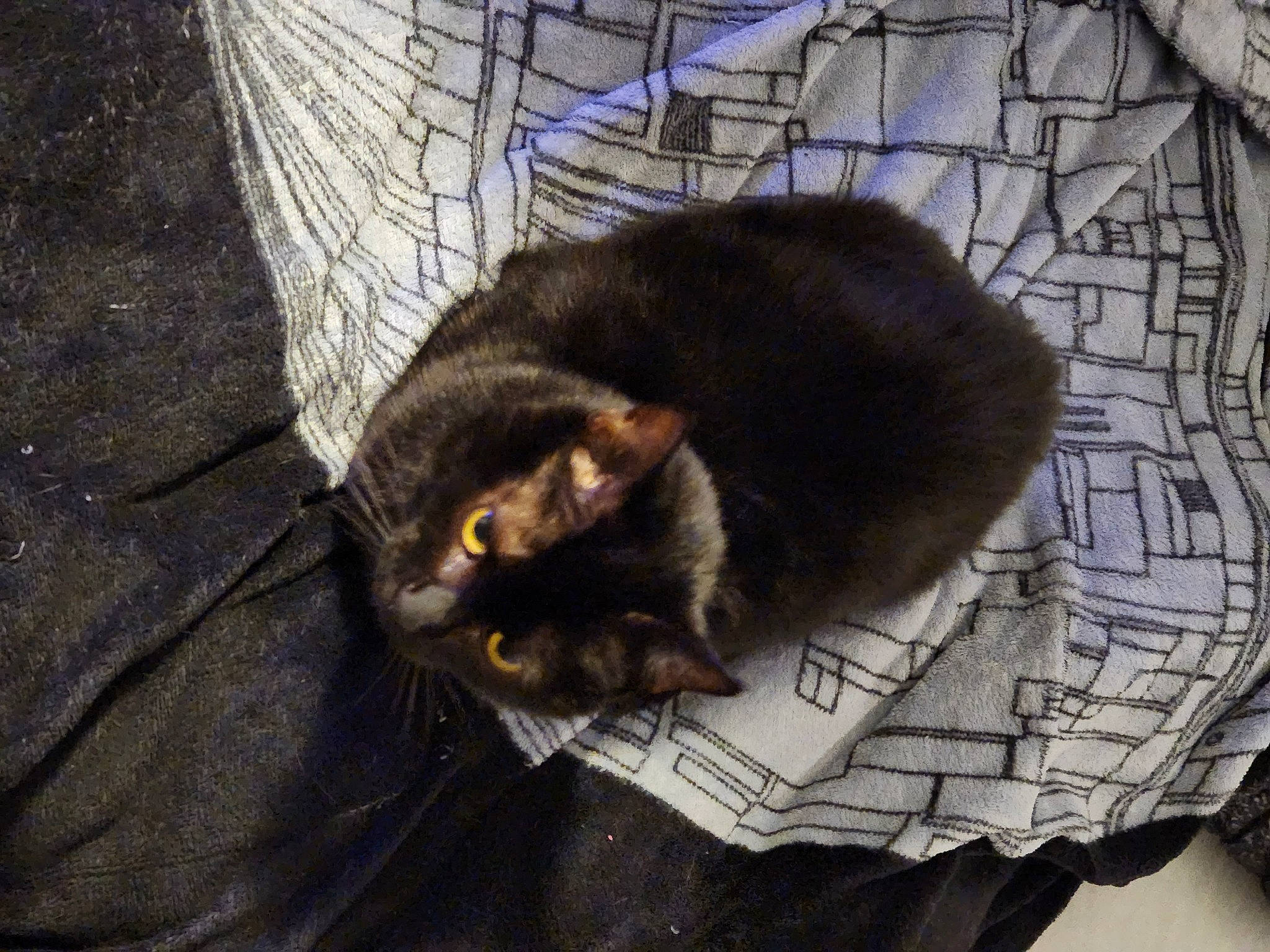 Cream is registered to the contest to win money with this photo: automotive_tire, black_cat, bombay, carnivore, cat, cat_supply, claw, comfort, domestic_short_haired_cat, felidae, fur, grey, linens, sitting, small_to_medium_sized_cats, snout, tail, terrestrial_animal, whiskers, wood