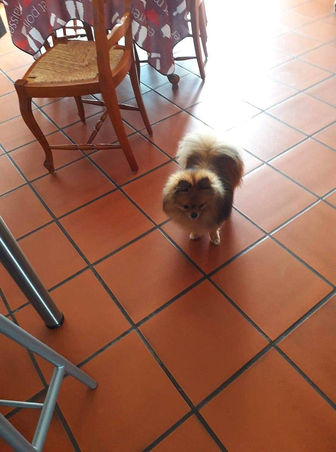 Symba participe au concours pour gagner de l'argent avec cette photo : canidae, carnivore, companion_dog, dog, dog_breed, fawn, floor, flooring, hardwood, japanese_chin, lhasa_apso, mammal, non_sporting_group, pomeranian, puppy, shih_tzu, sporting_group, tile, toy_dog, wood