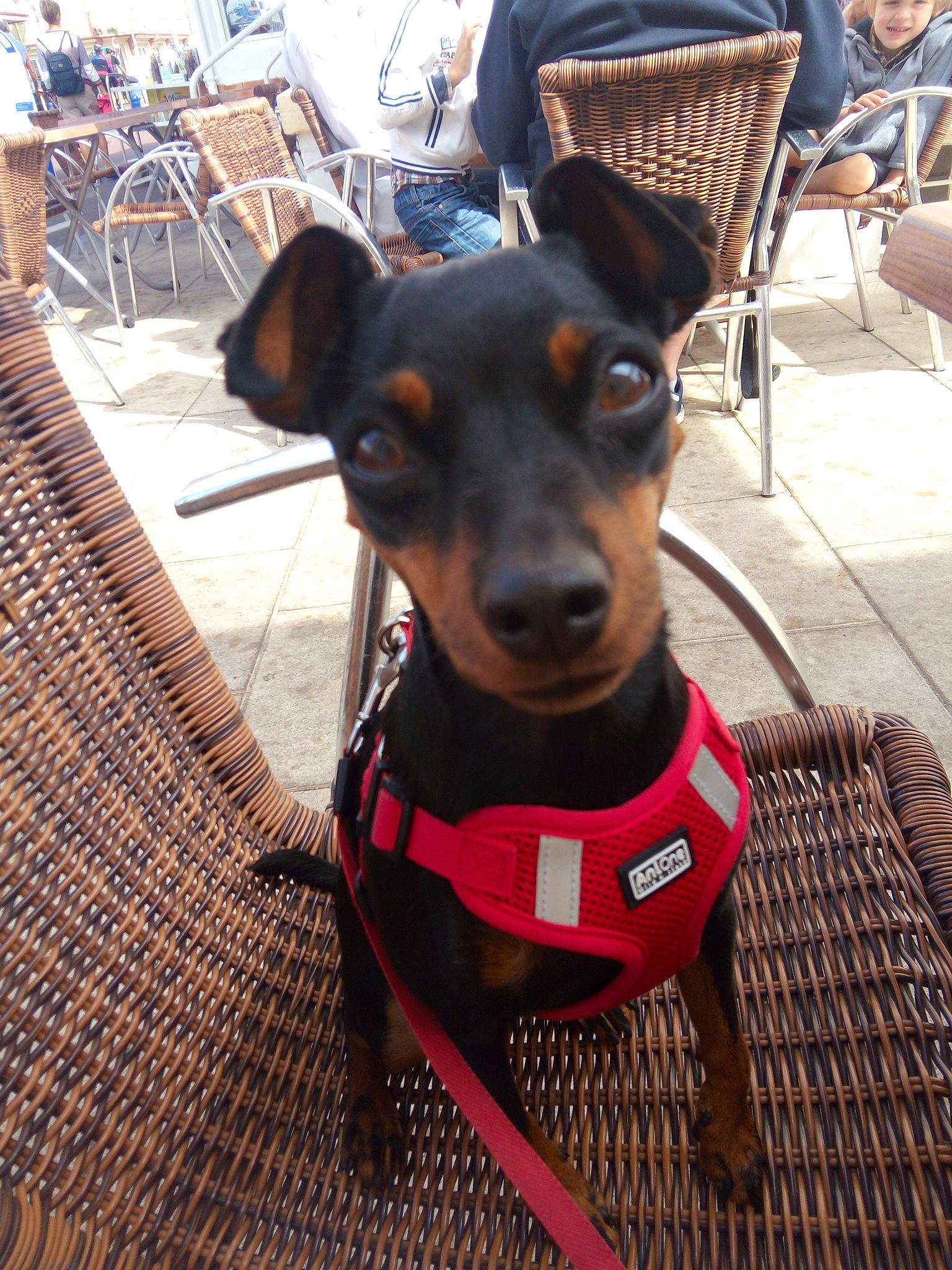 Naya participe au concours pour gagner de l'argent avec cette photo : black_and_tan_terrier, canidae, carnivore, companion_dog, dog, dog_breed, german_pinscher, guard_dog, mammal, manchester_terrier, miniature_pinscher, pinscher, prazsky_krysarik, puppy, rare_breed_dog, snout, toy_dog, toy_manchester_terrier, vertebrate, working_dog