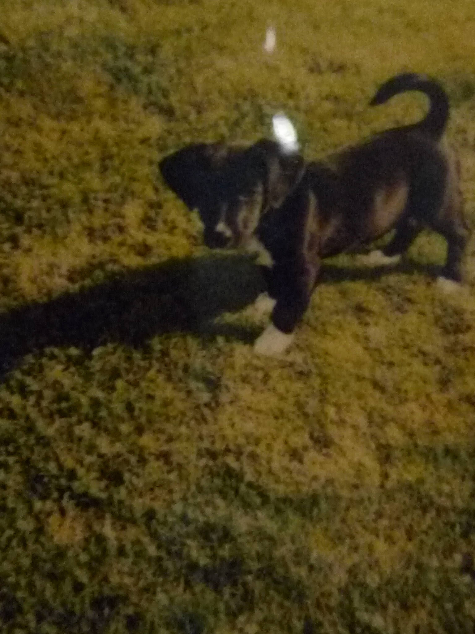 Chipie a rejoint le concours — aidez-le/la à gagner de superbes lots ! akita, american_pit_bull_terrier, canidae, carnivore, dog, dog_breed, puppy, siberian_husky, tail