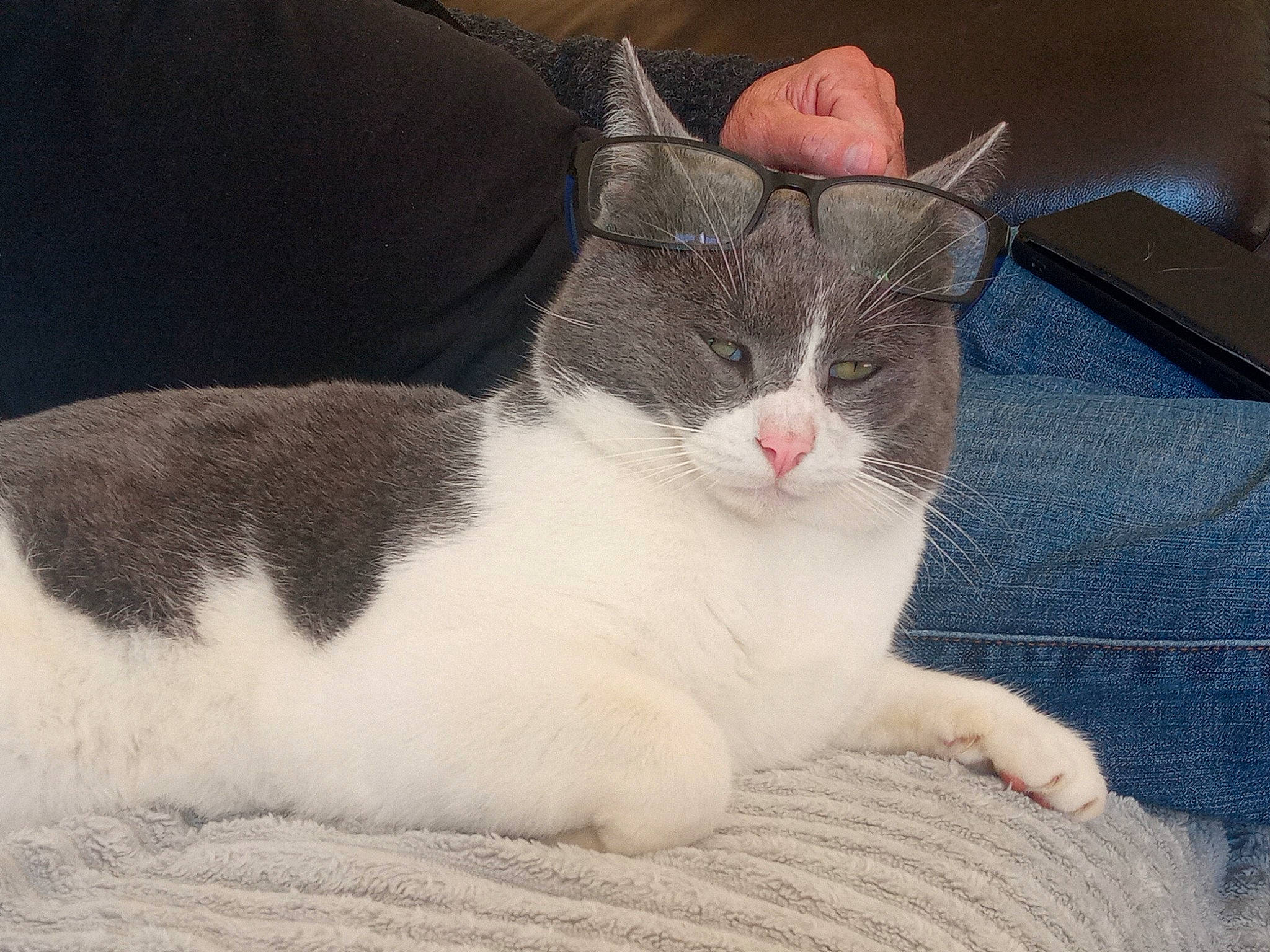 Rasta a rejoint le concours — aidez-le/la à gagner de superbes lots ! carnivore, cat, claw, comfort, domestic_short_haired_cat, felidae, foot, fur, paw, small_to_medium_sized_cats, tail, terrestrial_animal, whiskers