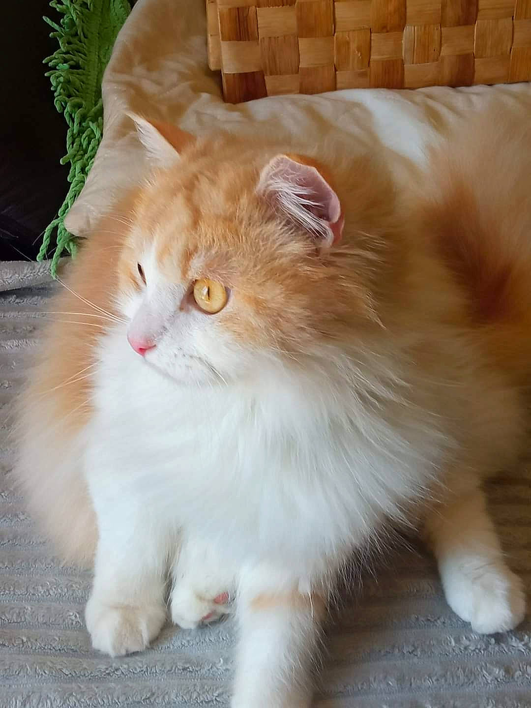 Baloo participe au concours pour gagner de l'argent avec cette photo : british_longhair, carnivore, cat, claw, domestic_short_haired_cat, fawn, felidae, flooring, fur, grass, hardwood, paw, plant, sitting, small_to_medium_sized_cats, snout, tail, terrestrial_animal, whiskers, wood