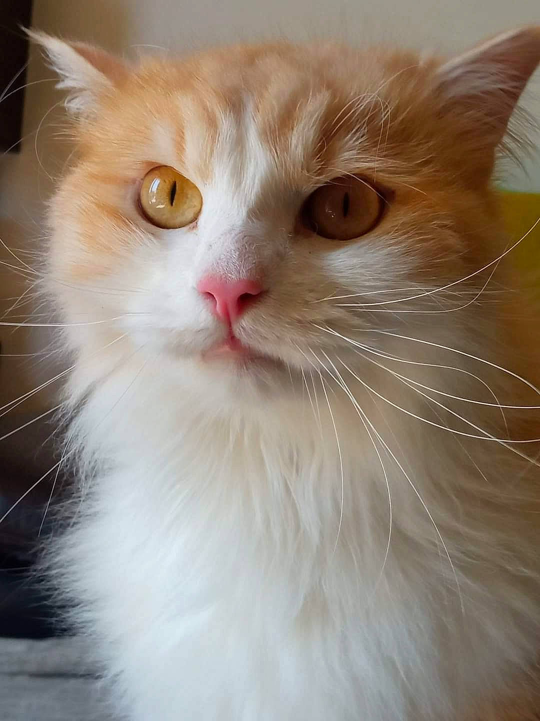 Baloo a rejoint le concours — aidez-le/la à gagner de superbes lots ! british_longhair, carnivore, cat, comfort, domestic_short_haired_cat, ear, fawn, felidae, fur, iris, small_to_medium_sized_cats, snout, terrestrial_animal, whiskers, window