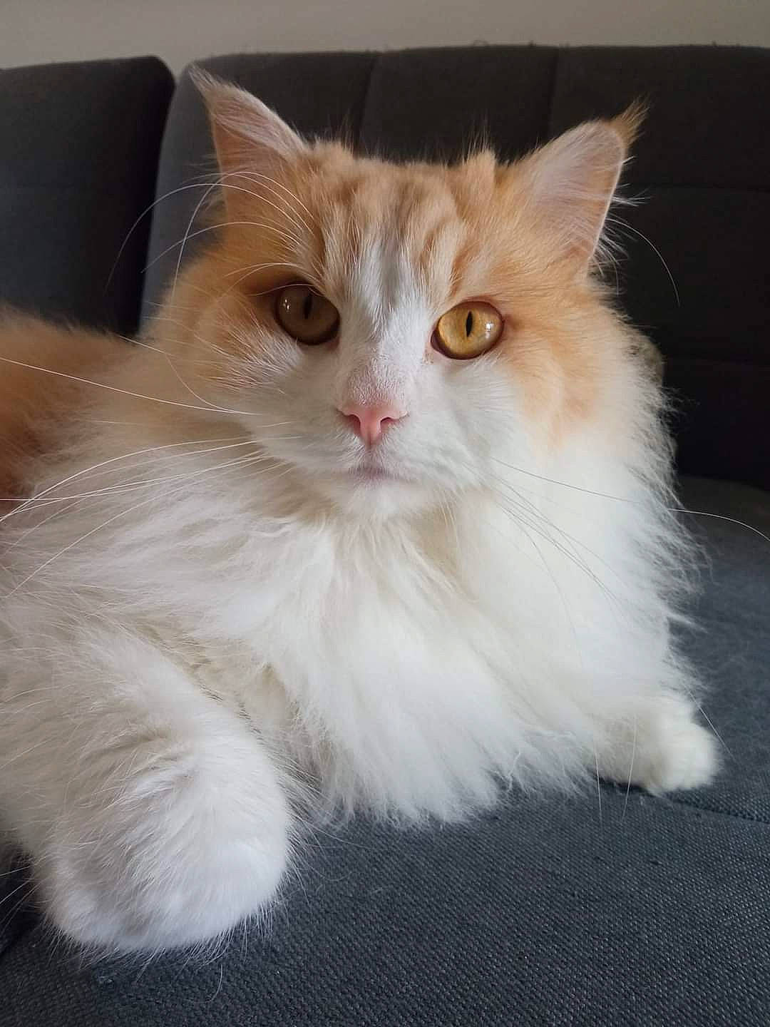 Baloo a rejoint le concours — aidez-le/la à gagner de superbes lots ! british_longhair, carnivore, cat, claw, eye, fawn, felidae, fur, paw, small_to_medium_sized_cats, snout, tail, terrestrial_animal, whiskers