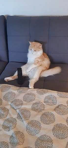 Baloo a rejoint le concours — aidez-le/la à gagner de superbes lots ! carnivore, carpet, cat, comfort, companion_dog, fawn, felidae, floor, flooring, fur, hardwood, linens, pattern, paw, room, small_to_medium_sized_cats, tablecloth, tail, whiskers, wood