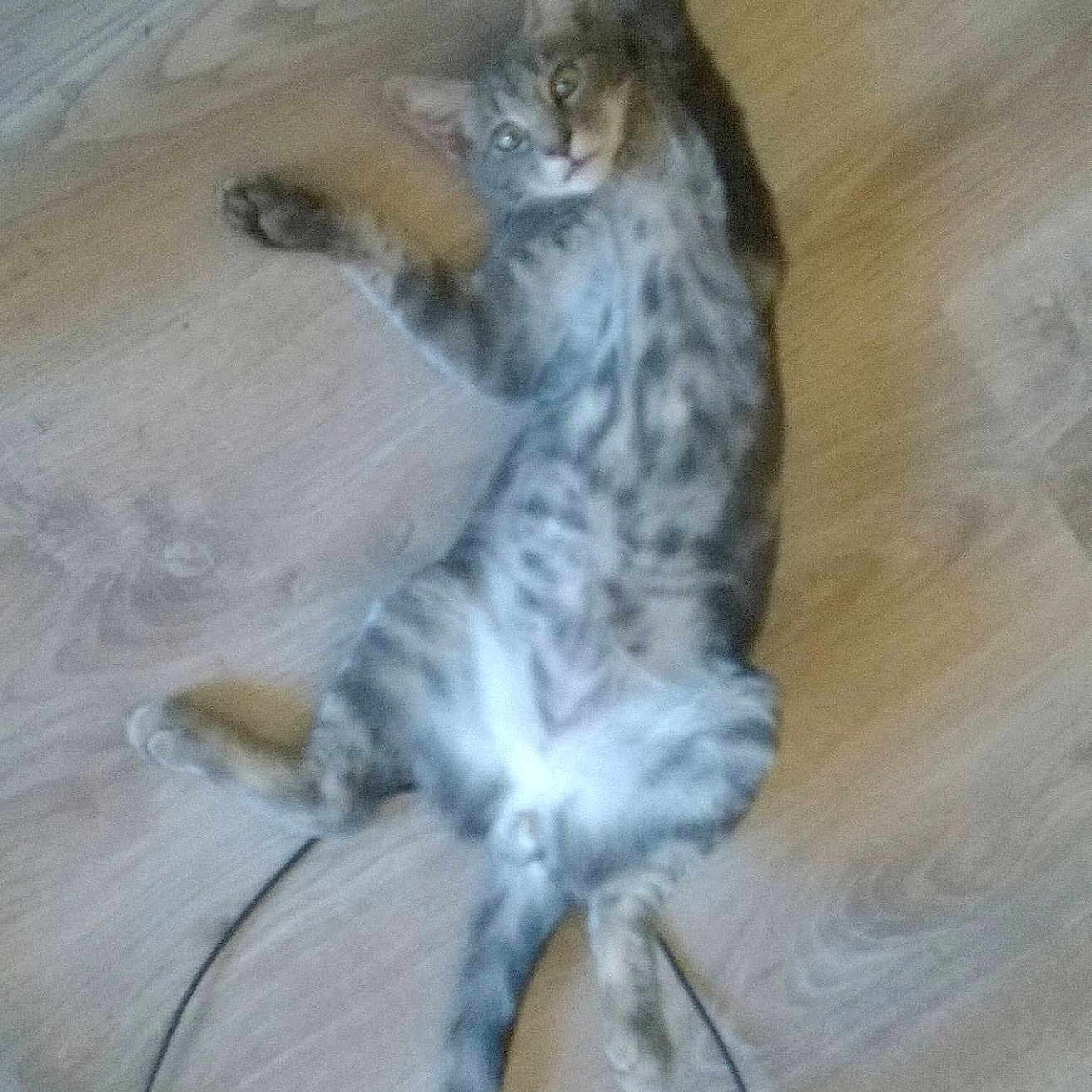 Jazzy