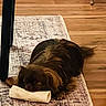 Mr. Finley is registered to the contest to win money with this photo: dog, brown_dog, sleeping, bone, toy, rug, patterned_rug, wooden_floor, indoor, pet, cozy, resting, paw, furry, small_dog, table_leg, flooring, domestic, cute, relaxed