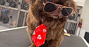 Mr. Finley joined the competition — help win amazing prizes! dog, brown_dog, sunglasses, tie, red_tie, grooming_table, pet_grooming, indoor, cages, animal, cute, fluffy, portrait, accessory, fashion, pet, funny, animal_face, small_dog, eyewear