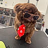 dog, brown_dog, sunglasses, tie, red_tie, grooming_table, pet_grooming, indoor, cages, animal, cute, fluffy, portrait, accessory, fashion, pet, funny, animal_face, small_dog, eyewear
