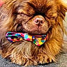 dog, brown, bowtie, sleeping, fluffy, pet, cute, indoor, closeup, muzzle, fur, adorable, animal, calm, resting, portrait, small_dog, colorful, bow, cute_pet
