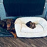 Mr. Finley joined the competition — help win amazing prizes! dog, pet, animal, bed, couch, blanket, floor, rug, indoor, cozy, resting, brown_dog, small_dog, large_dog, furniture, living_room, relaxed, companion, cute, domestic