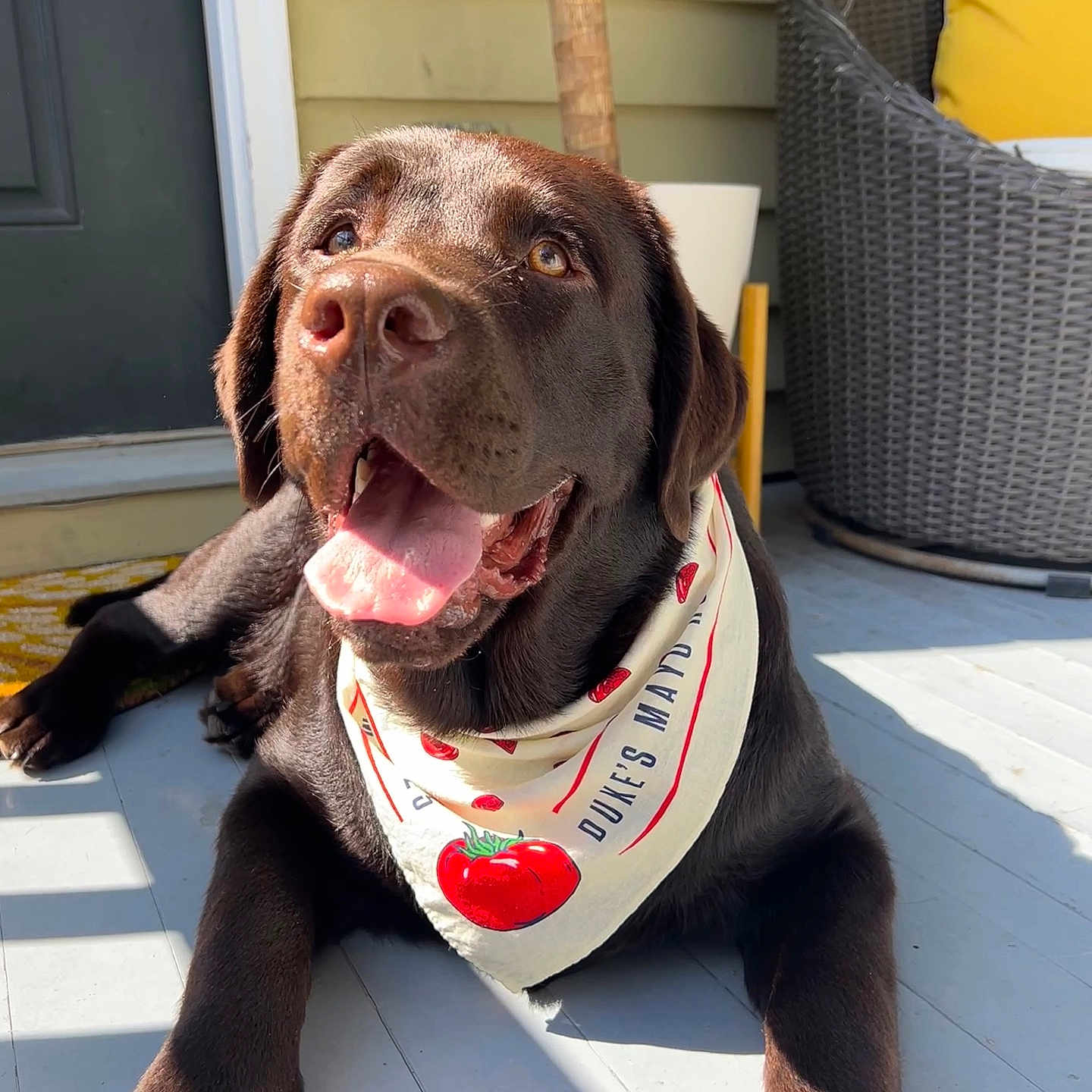 Moose joined the competition — help win amazing prizes! animal, bandana, canine, chair, chocolate_labrador, closeup, dog, domestic_animal, happy, labrador, outdoor, pet, plant, porch, potted_plant, relaxing, smiling, sunlight, tongue_out, yellow_cushion