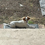 Tiffany joined the competition — help win amazing prizes! backyard, brown_ears, concrete, daylight, dirt, dog, grass, ground, lying_down, mat, outdoor, pet, porch, relaxed, shadow, sidewalk, small_dog, step, sunbathing, white_fur