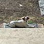 backyard, brown_ears, concrete, daylight, dirt, dog, grass, ground, lying_down, mat, outdoor, pet, porch, relaxed, shadow, sidewalk, small_dog, step, sunbathing, white_fur
