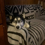 Moon is registered to the contest to win money with this photo: animal, black_and_white, blanket, blue_eyes, canine, couch, cozy, dog, fluffy, home, husky, indoor, lying_down, pet, portrait, relaxed, sleepy, sofa, wood_paneling, zebra_pattern