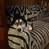 animal, black_and_white, blanket, blue_eyes, canine, couch, cozy, dog, fluffy, home, husky, indoor, lying_down, pet, portrait, relaxed, sleepy, sofa, wood_paneling, zebra_pattern