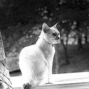 Stink is registered to the contest to win money with this photo: cat, windowsill, curtains, black_and_white, animal, pet, feline, indoors, window, looking_away, fur, collar, nature, blurred_background, quiet, still_life, domestic_animal, side_view, calm, monochrome