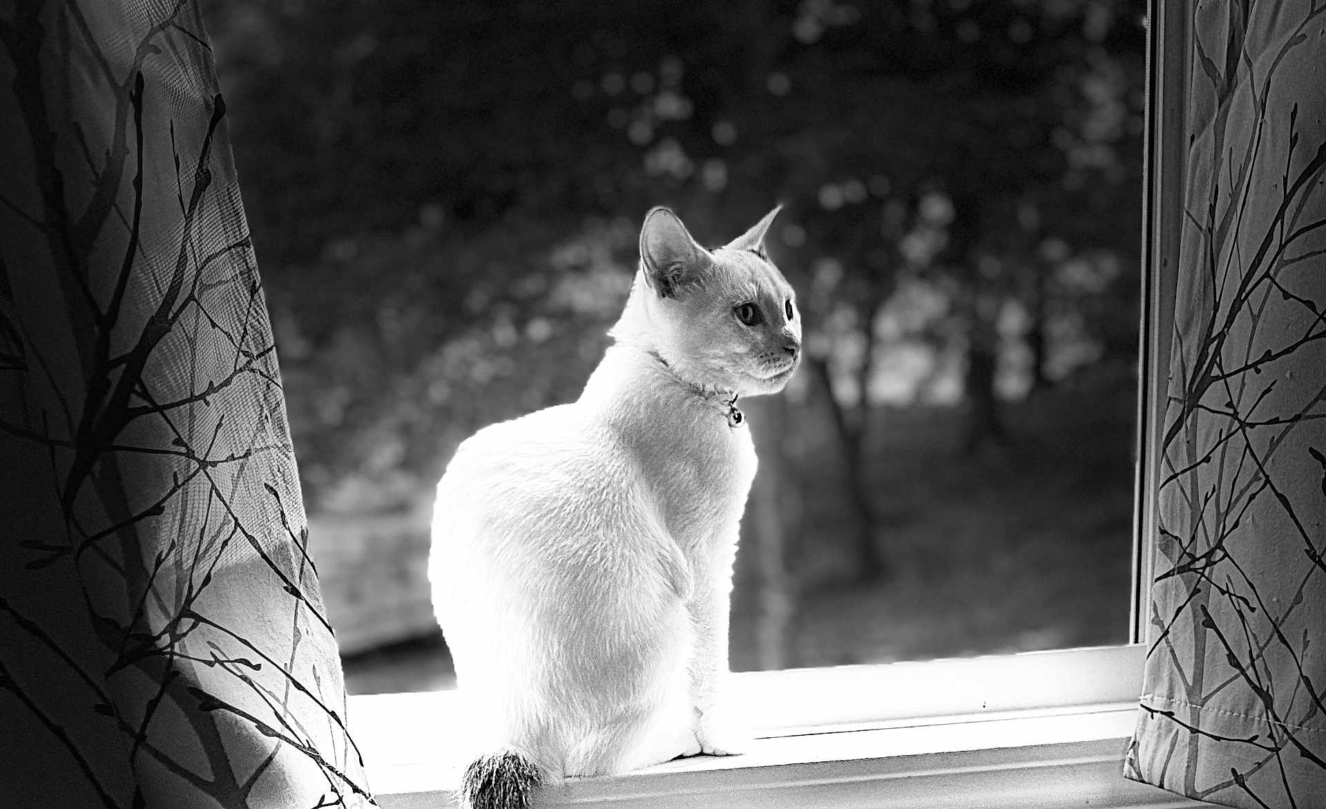 Stink is registered to the contest to win money with this photo: cat, windowsill, curtains, black_and_white, animal, pet, feline, indoors, window, looking_away, fur, collar, nature, blurred_background, quiet, still_life, domestic_animal, side_view, calm, monochrome