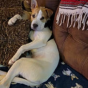 Spencer is registered to the contest to win money with this photo: dog, puppy, couch, blanket, pillow, fur, relaxed, indoor, pet, animal, brown, white, face, ears, nose, paw, seated, home, cozy, textile