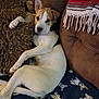 dog, puppy, couch, blanket, pillow, fur, relaxed, indoor, pet, animal, brown, white, face, ears, nose, paw, seated, home, cozy, textile