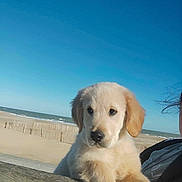 Charly a rejoint le concours — aidez-le/la à gagner de superbes lots ! animal, beach, calm, cute, daytime, dog, fur, golden_retriever, nature, ocean, outdoor, person_partial, pet, puppy, shore, sky, sunny, water, wood, young