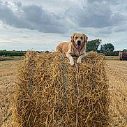 Charly a rejoint le concours — aidez-le/la à gagner de superbes lots ! dog, golden_retriever, hay_bale, field, outdoor, cloudy_sky, grass, farm, animal, nature, rural, tongue_out, happy, pet, canine, summer, landscape, agriculture, tree, farm_equipment